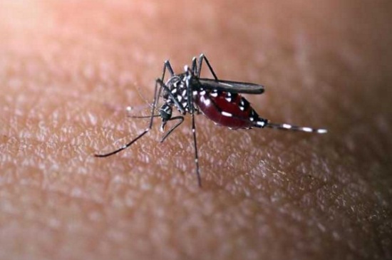 为什么老是被蚊子咬，蚊子常叮咬有6个原因