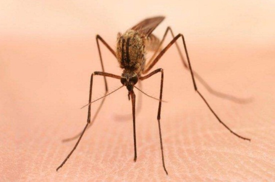 为什么老是被蚊子咬，蚊子常叮咬有6个原因