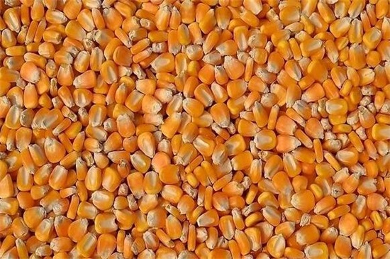 玉米生长周期，分为苗期/穗期/花粒期