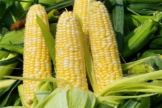 玉米生长周期，分为苗期/穗期/花粒期