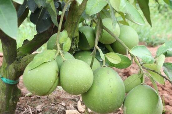 柚子成熟的季节，品种不同成熟时间不同