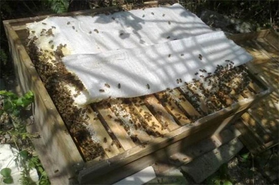 养蜜蜂的技巧