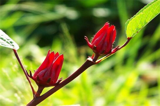 洛神花是什么花，一种茶花/草本植物