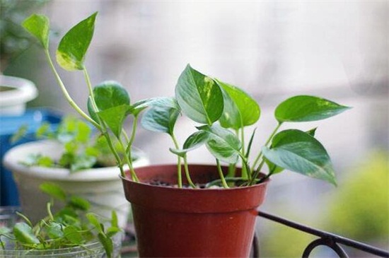 绿萝的生长过程记录，培养旺盛只需五阶段
