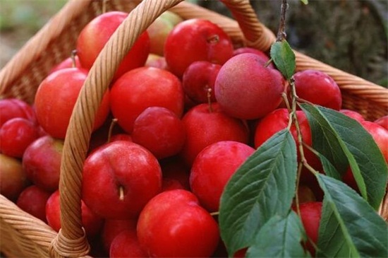 含叶酸的水果，详解10种水果