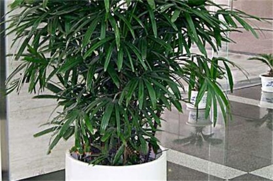 100种适合室内养的植物