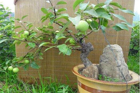苹果籽怎么种小盆栽