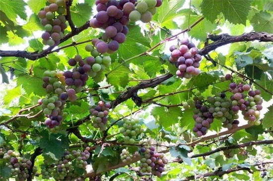 葡萄籽可以种植吗