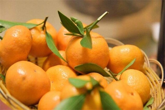 甘平柑橘介绍，柑橘杂交新品种可止咳化痰