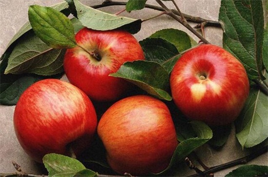 苹果成熟的季节 苹果在秋季8 10月成熟 花语网