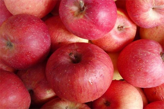 苹果成熟的季节，苹果在秋季8～10月成熟
