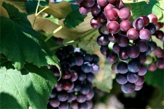 葡萄属于寒性水果吗