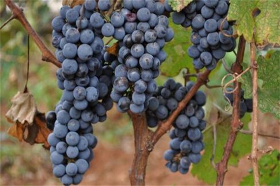 葡萄属于寒性水果吗