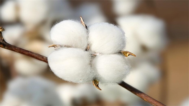 棉花的花语是什么 花语网