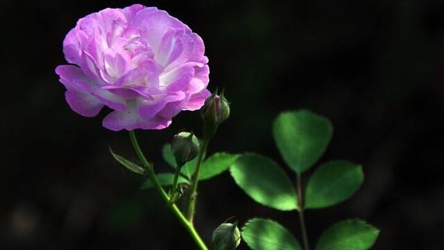 蔷薇花语及代表意义