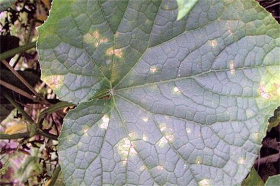 黄瓜叶子上有白斑，五种原因对症下药
