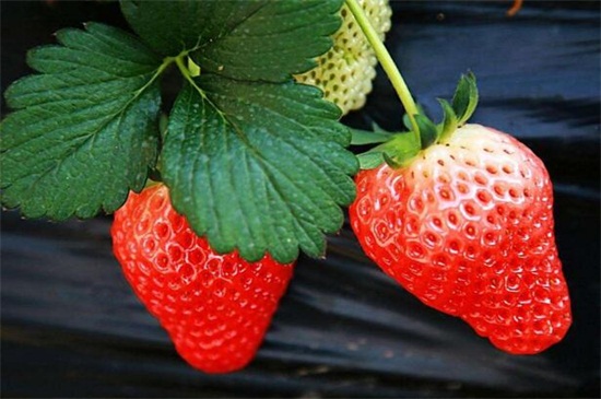 草莓种植季节，春季最适宜种植6月可成熟