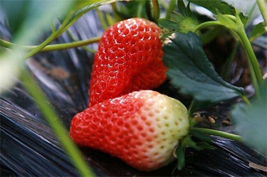 草莓种植季节，春季最适宜种植6月可成熟