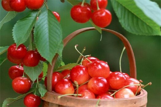 吃樱桃的好处是什么，可延缓疲劳美白养颜