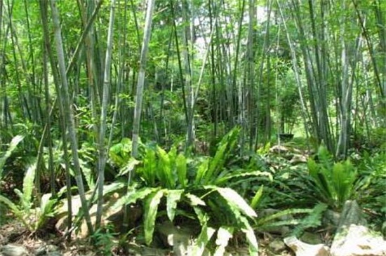竹子的品种，盘点十种常见品种
