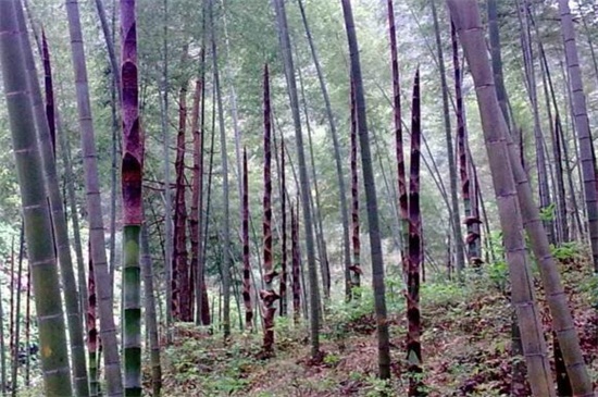 竹子的品种，盘点十种常见品种