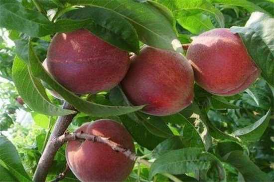 目前最好的桃树品种，盘点十种桃树最佳品种