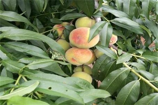 目前最好的桃树品种，盘点十种桃树最佳品种