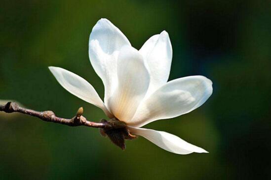 木兰花的花语，表示高尚的灵魂