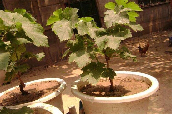 葡萄种植方法(室内盆栽葡萄种植方法)