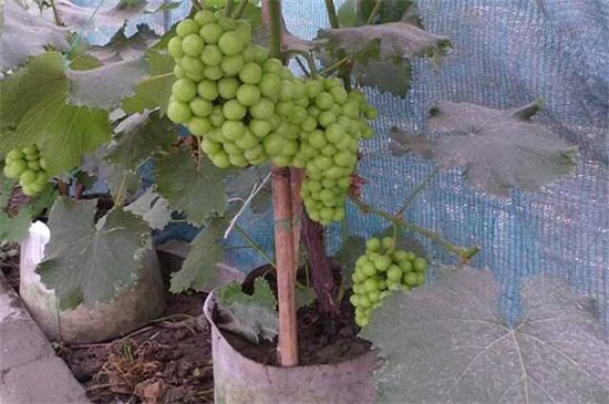 种葡萄的方法