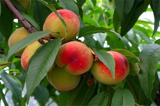 桃子的品种