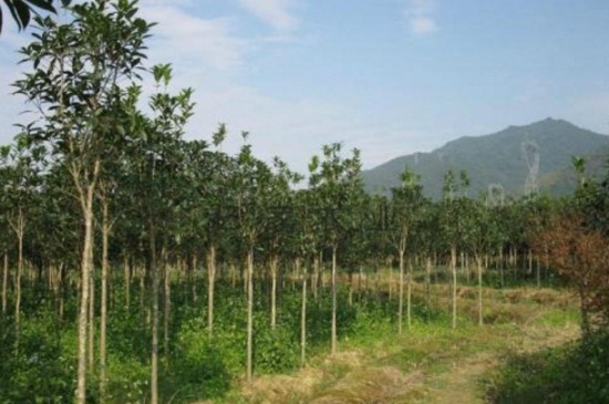 金桂花树种植技术，6个步骤枝壮叶绿