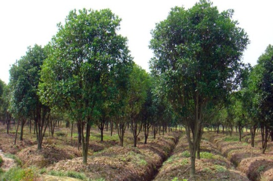 金桂花树种植技术，6个步骤枝壮叶绿