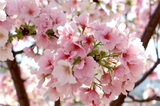 樱花代表什么含义