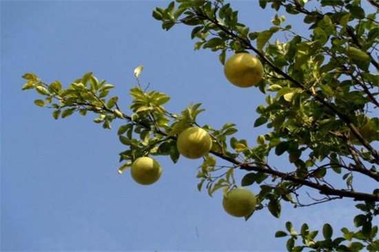 柚子树的种植技术