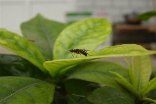 花盆有蚂蚁怎么办