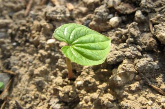 山药豆发芽了怎么种植，6个步骤教你种植