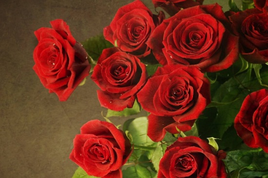 玫瑰价格多少钱一支，一枝价格在5元～799元左右