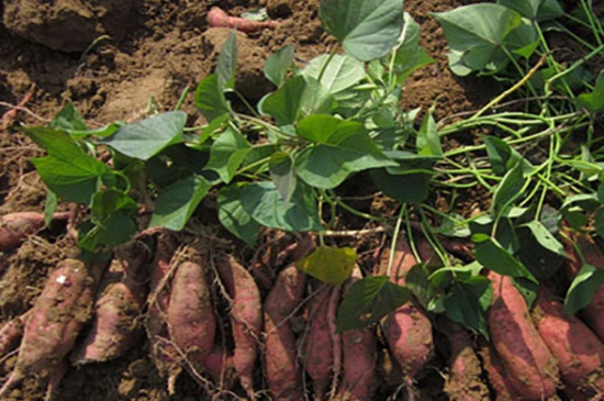 红薯什么时候成熟，红薯在8月～11月份成熟