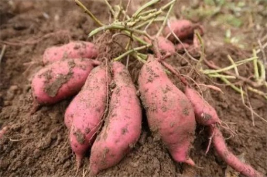 红薯什么时候成熟，红薯在8月～11月份成熟