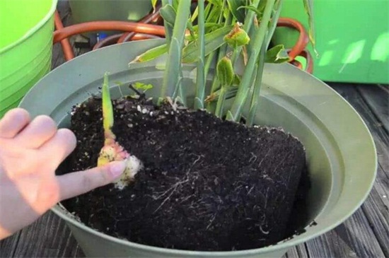 盆栽生姜的种植方法