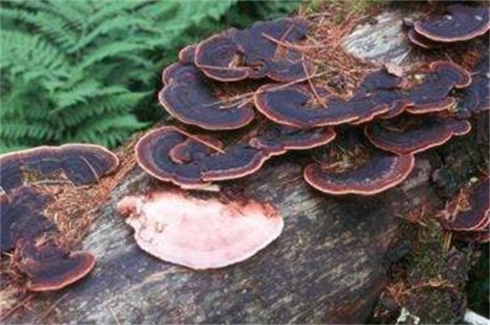 蘑菇分类