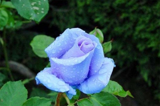 蓝玫瑰代表什么(蓝玫瑰代表什么花语)