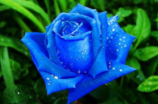 蓝玫瑰代表什么意思，忧伤的爱情与知己