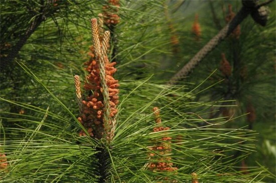 松树种类名称及图片，盘点十大常见松树种类
