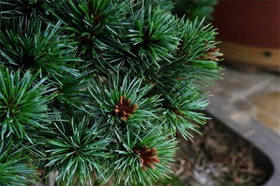 松树种类名称及图片，盘点十大常见松树种类
