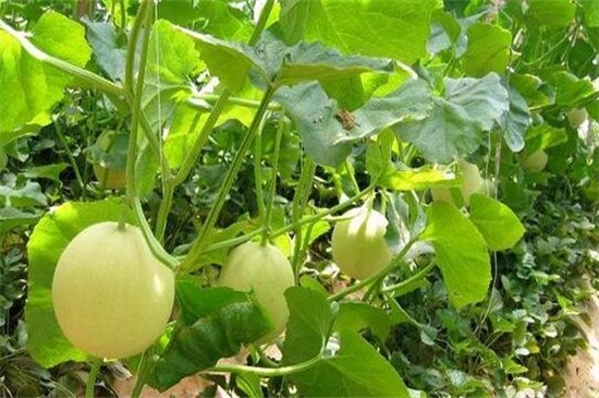 香瓜栽培技术，选种育苗种出好瓜