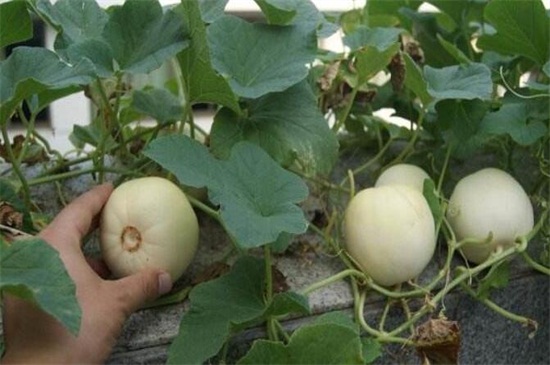 香瓜栽培技术，选种育苗种出好瓜