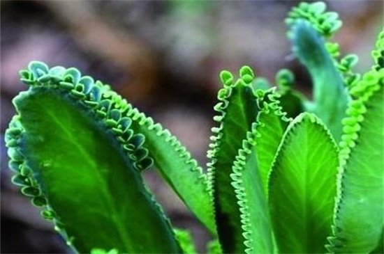 落地生根花有毒吗，含微量毒素并不影响种植