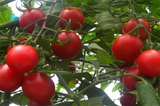 小番茄种植管理技术，做好播种和管理各四步